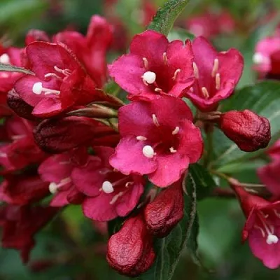 Вейгела ЕВА РАТКЕ  Вейгела ЕВА РАТКЕ в Оренбурге