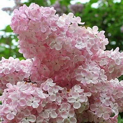 Сирень ВЕЧЕРНИЙ ЗВОН в Оренбурге