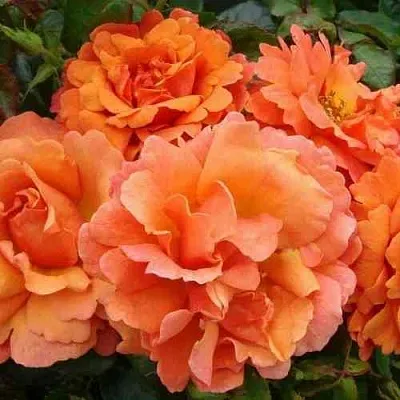 Саженцы роз БРИДЖ ОФ САЙЗ плетистая  Саженцы роз БРИДЖ ОФ САЙЗ плетистая в Оренбурге