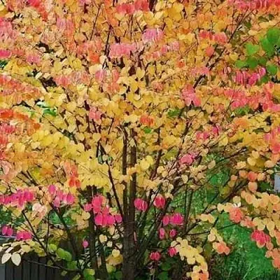 БАГРЯННИК японский  БАГРЯННИК японский в Оренбурге