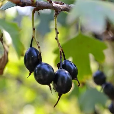 Смородина золотистая ДУСТЛИК в Оренбурге