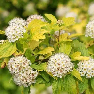 Пузыреплодник АНГЕЛ ГОЛД  Пузыреплодник АНГЕЛ ГОЛД в Оренбурге