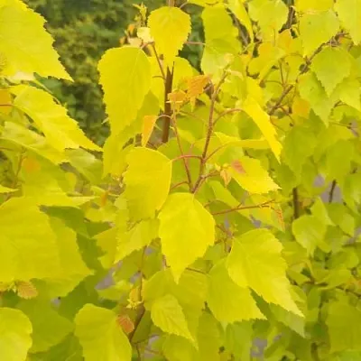 Берёза ГОЛДЕН ОБЕЛИСК повислая   Берёза ГОЛДЕН ОБЕЛИСК повислая  в Оренбурге