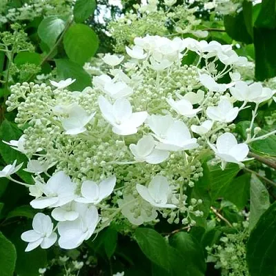 Гортензия УАЙТ ДОМ древовидная  Гортензия УАЙТ ДОМ древовидная в Оренбурге
