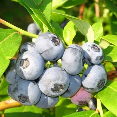 Голубика ЭЛИЗАБЕТ — описание сорта Голубика ЭЛИЗАБЕТ в Оренбурге