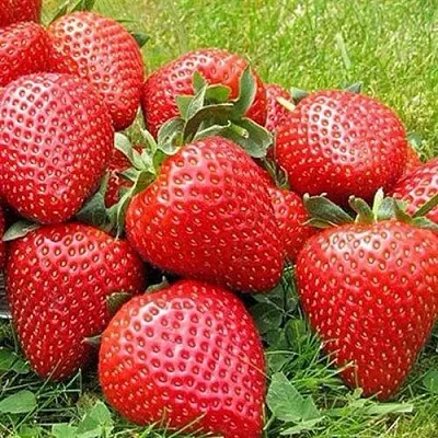 Клубника ЭЛИАНЕ  Клубника ЭЛИАНЕ в Оренбурге