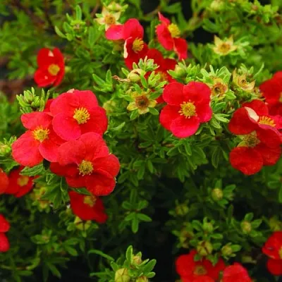 Лапчатка РЕД АЙС кустарниковая  Лапчатка РЕД АЙС кустарниковая в Оренбурге