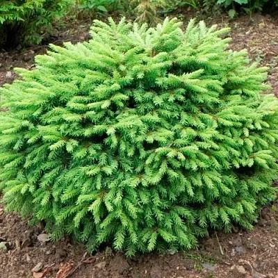 Ель НИДИФОРМИС обыкновенная  Ель НИДИФОРМИС обыкновенная в Оренбурге