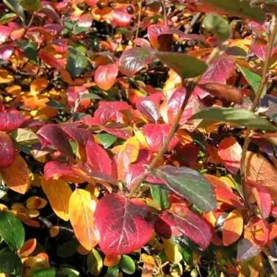 Кизильник блестящий в Оренбурге