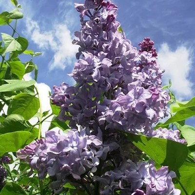 Сирень КРЫЛЬЯ НАДЕЖДЫ  Сирень КРЫЛЬЯ НАДЕЖДЫ в Оренбурге