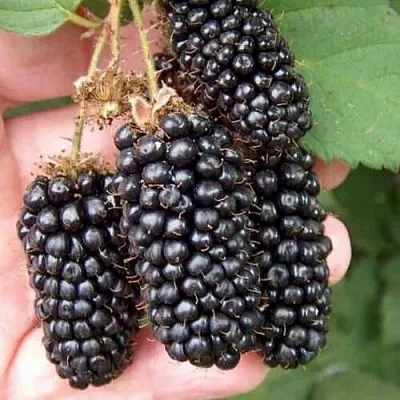 Ежевика ЛОХ НЕСС бесшипная в Оренбурге