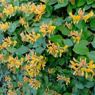 Жимолость ТЕЛЬМАНА в Оренбурге