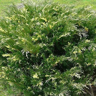 Можжевельник АНДОРА ВАРИЕГАТА горизонтальный  Можжевельник АНДОРА ВАРИЕГАТА горизонтальный в Оренбурге