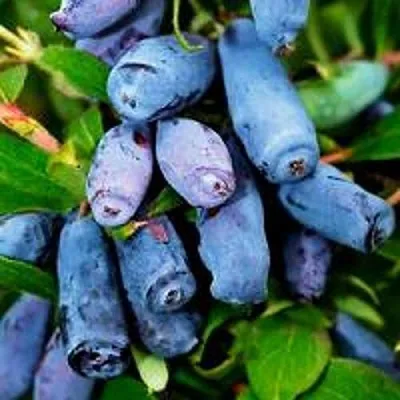 Жимолость съедобная ВОЛХОВА в Оренбурге