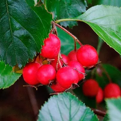 Боярышник ЛЮДМИЛ  Боярышник ЛЮДМИЛ в Оренбурге