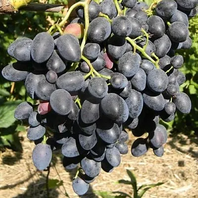 Виноград НАДЕЖДА АЗОС  Виноград НАДЕЖДА АЗОС в Оренбурге