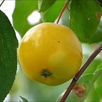 Яблоня КИТАЙКА ЖЁЛТАЯ колонновидная  Яблоня КИТАЙКА ЖЁЛТАЯ колонновидная в Оренбурге