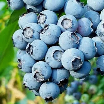 Голубика БРИГИТТА БЛЮ  Голубика БРИГИТТА БЛЮ в Оренбурге