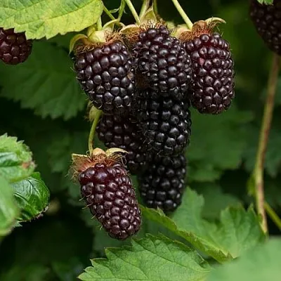 Ежемалина  Ежемалина в Оренбурге