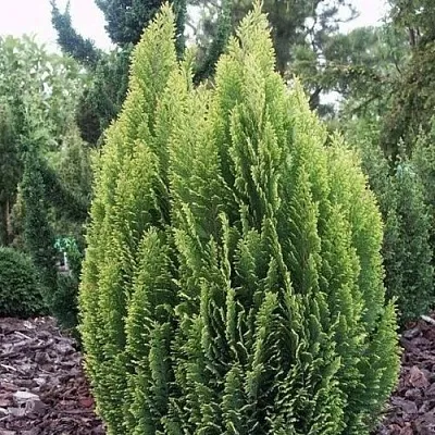 Кипарисовик ЭЛВУДИ ЭМПАЙР лавсана в Оренбурге