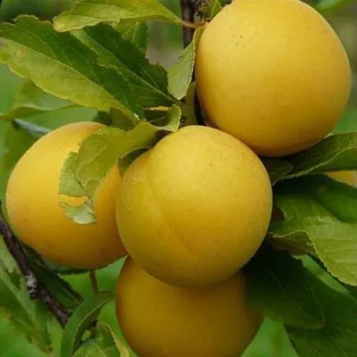 Слива СОЛНЫШКО в Оренбурге