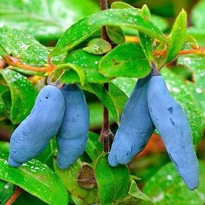 Жимолость съедобная МОРЕНА в Оренбурге