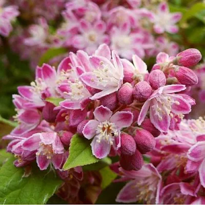 Дейция СТРОБЕРРИ ФИЛДС   Дейция СТРОБЕРРИ ФИЛДС  в Оренбурге