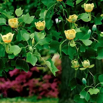 Лириодендрон Лириодендрон в Оренбурге