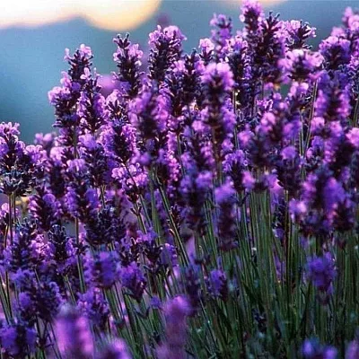 Лаванда  Лаванда в Оренбурге