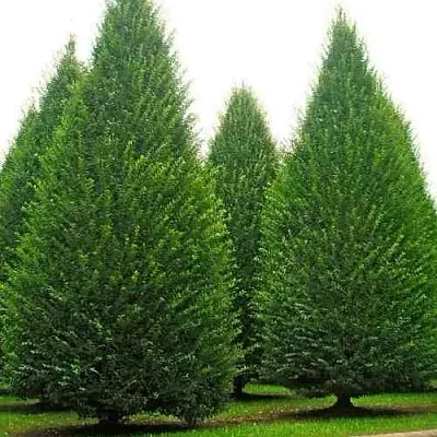 Граб   Граб  в Оренбурге