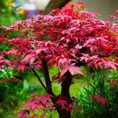 Клен дланевидный АТРОПУРПУРЕУМ в Оренбурге