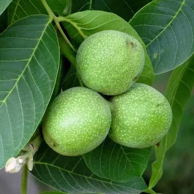 Грецкий орех ЮРИЙ ГАГАРИН  Грецкий орех ЮРИЙ ГАГАРИН в Оренбурге