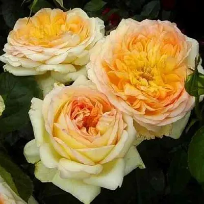 Саженцы роз АЛЬФОНС ДОДЕ чайно-гибридная в Оренбурге