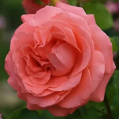 Саженцы роз ДИДИ БРИДЖУОТЕР плетистая  Саженцы роз ДИДИ БРИДЖУОТЕР плетистая в Оренбурге