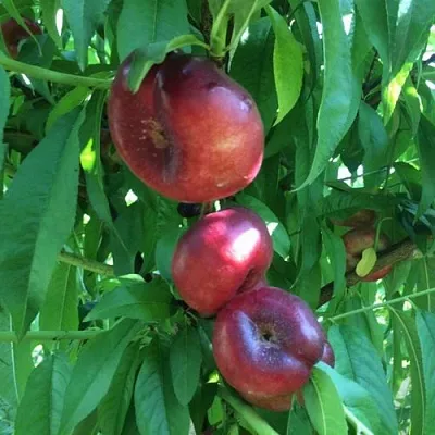 Нектарин ДОНАТ ИНЖИРНЫЙ в Оренбурге