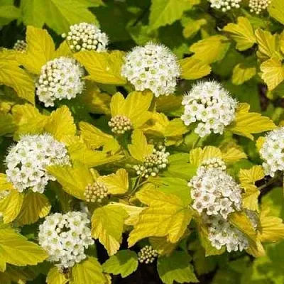 Пузыреплодник ДАРТС ГОЛД  Пузыреплодник ДАРТС ГОЛД в Оренбурге