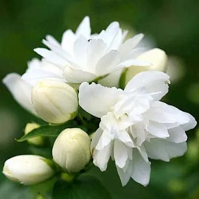 Жасмин ШНЕЕШТРУМ  Жасмин ШНЕЕШТРУМ в Оренбурге