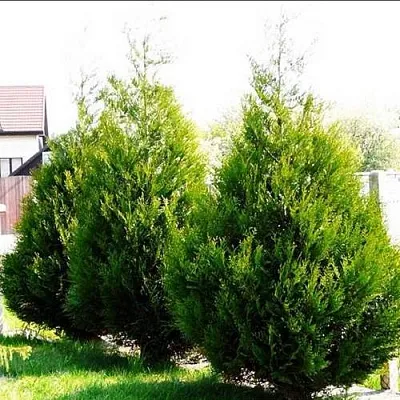 Туя АТРОВИРЕНС складчатая в Оренбурге