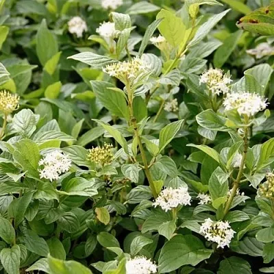 Дерен ФЛАВИРАМЕА отпрысковый   Дерен ФЛАВИРАМЕА отпрысковый  в Оренбурге