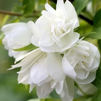 Жасмин МАНТО Д’ЭРМИН  Жасмин МАНТО Д’ЭРМИН в Оренбурге