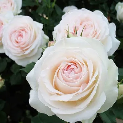 Саженцы роз ПАЛЕ РОЯЛЬ плетистая  Саженцы роз ПАЛЕ РОЯЛЬ плетистая в Оренбурге