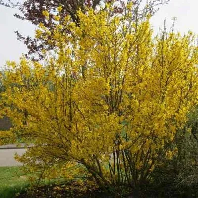 Форзиция КАМСОН промежуточная  Форзиция КАМСОН промежуточная в Оренбурге