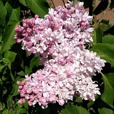 Сирень МИЛОСЕРДИЕ  Сирень МИЛОСЕРДИЕ в Оренбурге