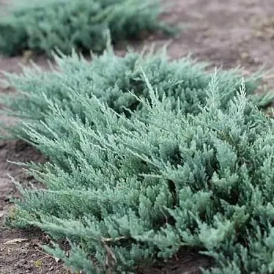 Можжевельник БЛЮ ЧИП горизонтальный  Можжевельник БЛЮ ЧИП горизонтальный в Оренбурге
