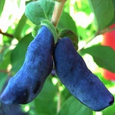 Жимолость съедобная БАКЧАРСКИЙ ВЕЛИКАН в Оренбурге