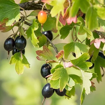 Смородина золотистая БЛЭЙКСТ в Оренбурге