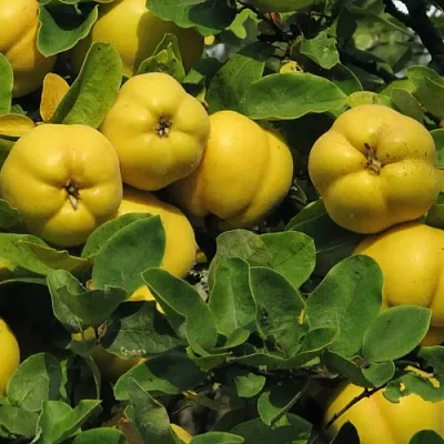 Цидония  Цидония в Оренбурге