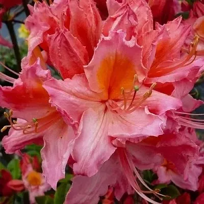 Азалия ПИНК ДЕЛАЙТ листопадная	 в Оренбурге