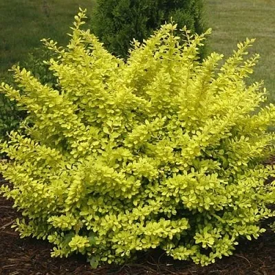 Барбарис АУРЕА тунберга  Барбарис АУРЕА тунберга в Оренбурге