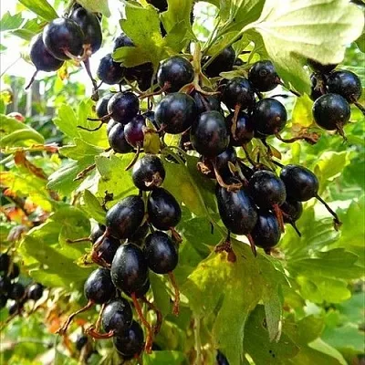 Смородина золотистая ОВАЛЬНАЯ в Оренбурге